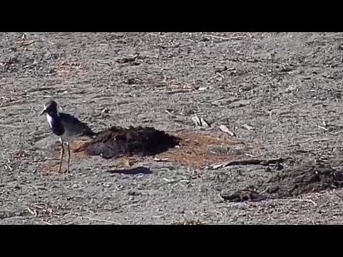 Djuma: Blacksmith Lapwing chick - 14:43 - 08/24/19