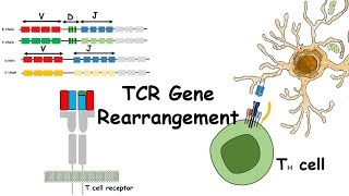 TCR基因重排