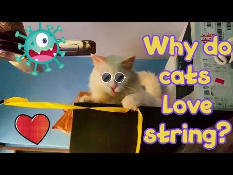 Why do cats love strings? | Cute cat videos | Cuddly Culprits