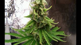 Brotha Lynch Hung-One Mo Pound (BEST QUALITY!!)