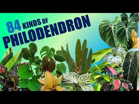 84 SPECIES OF PHILODENDRON  | HERB STORIES