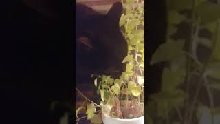 Alex Cameron And VV - True Lies (Ft. Cat Nipp)