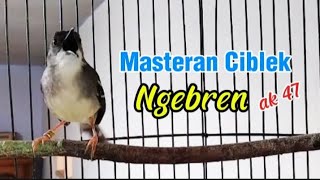 Download lagu Masteran Ciblek ngebren ak 47 dengan cepat meramgsang ciblek bahan agar cepat bunyi dan ngebren mp3 Download lagu Masteran Ciblek ngebren ak 47 dengan cepat meramgsang ciblek bahan agar cepat bunyi dan ngebren mp3