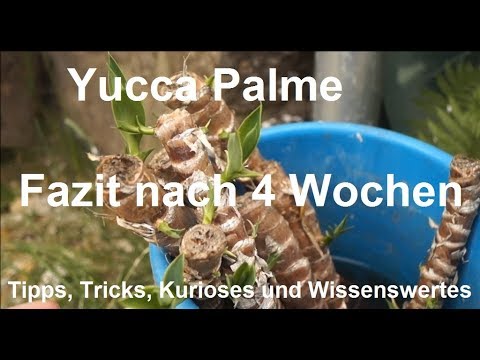 Yucca Palmen schneiden und vermehren - Fazit nach 4 Wochen - Yuccapalme Ableger aus Pflanzen ziehen
