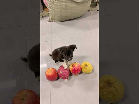 Cún con tập nhận biết trái cây #funny #pets