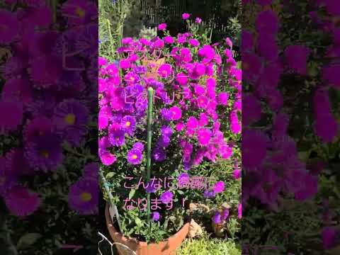 ラウブラット・アスター 植物