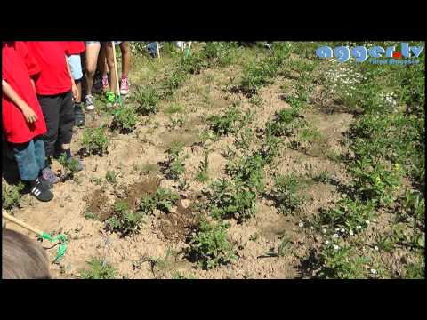 footballkids-for-nature-Jugend des SV-Lohmar ist dabei