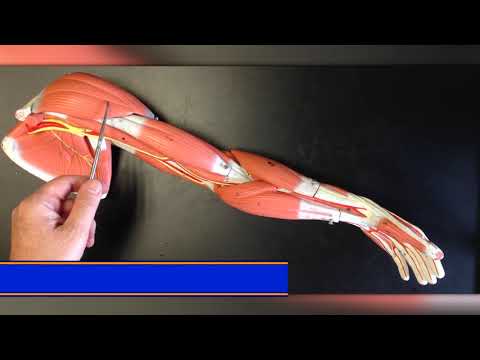 Shoulder Muscles: Origin, Insertion, Action, Innervation, and Blood Supply