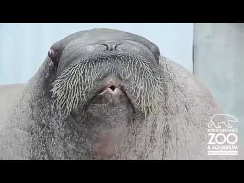 Морж по кличке ТРАКТАРОК. Заводится, свистит и пофыркивает) Приколы с животными