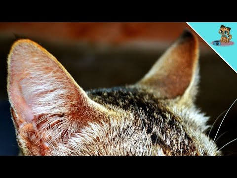 5 Ear Signals EVERY Cat Owner Should Know!