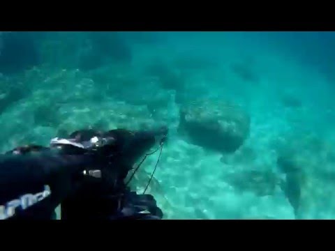 North Cyprus spearfishing marbled spinefoot-sigano-rabbitfish  test shot 2016