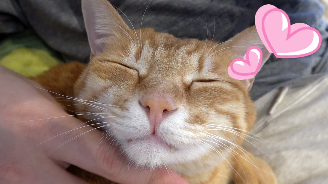 猫マッサージでうっとりし思わずイビキをかいて寝だす猫