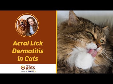 Dr. Becker Discusses Acral Lick Dermatitis in Cats