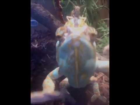 Yemen Chameleon at work dancing