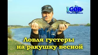 На что клюет густера в июне