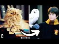 The BEST Harry Potter Pets Ranked