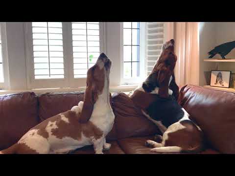 bassets howling together!