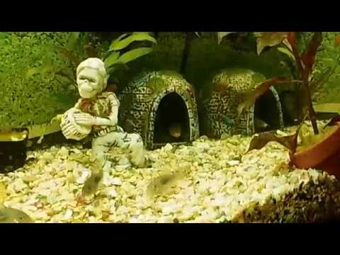 Rope snake discus fish albino snake aquarium