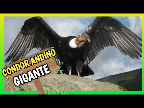 👉 CONDOR ANDINO CAZANDO! El Ave GIGANTE del Mundo 🌎
