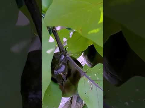 キョウチクトウの成長を促進し、健康を維持できる肥料は何ですか?  庭園