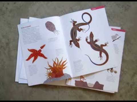 The Animal Book by Steve Jenkins