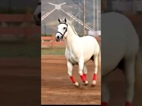 Tu Na Aya Ghazi 😭 | #shorts #imamhussain #muharram #zuljanah