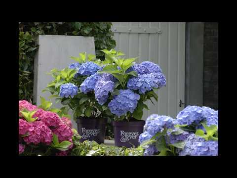 Frostskador så här kan du skydda och rädda din hortensia i trädgården eller i kruka
