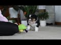 Miniature Australian Shepherd dogs for sale: Macy - Video 1