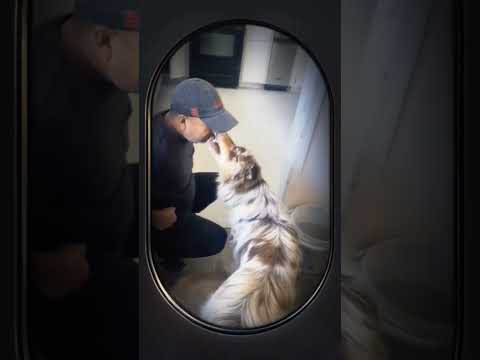 #hashtag #viral #mexico #usa #dog #fyp #pets