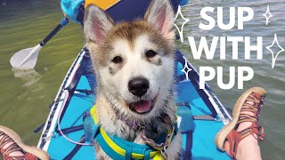 Puppy’s First Paddleboarding Trip