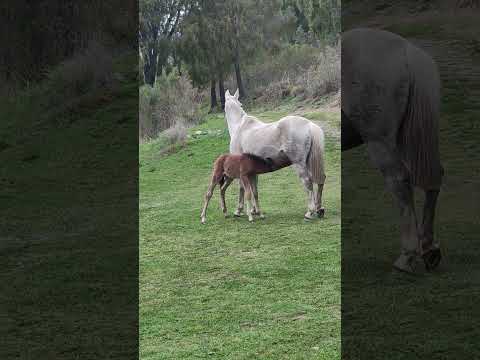Paloma y caramelo, nuevos integrantes, prestados ♥️♥️♥️♥️ #chubut #epuyen #caballos