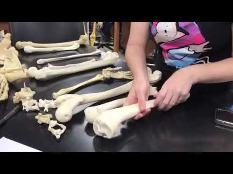 Deductive tips for identifying limb bones