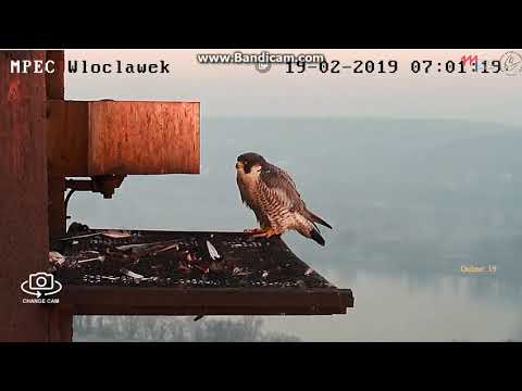 MPEC Włocławek Poland - Glinka on the platform -  2019 02 19 06 59