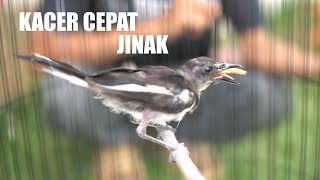 Download lagu 5 Ways to Tame Untrained Wild-Caught Kacer Birds, Both Young and Adult mp3 Download lagu 5 Ways to Tame Untrained Wild-Caught Kacer Birds, Both Young and Adult mp3