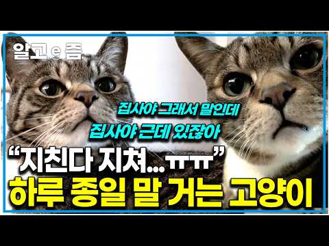 제발 그만 좀 해라~~~~~~~~ 역대급 말 많은 고양이에 지친 집사｜고양이를 부탁해