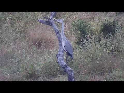 Djuma: Grey Heron - 06:06 - 04/14/21