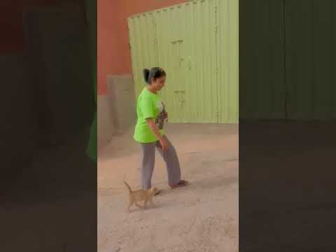 🐱لمشاش❤️‍🔥مكينساوش الخير 😚