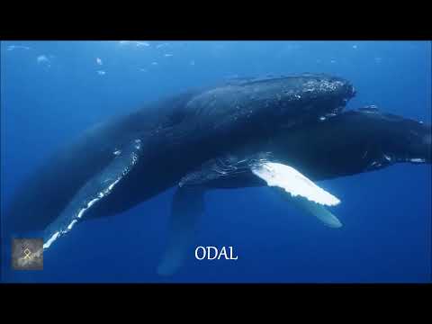 Wardruna - Odal (With English Lyirics)