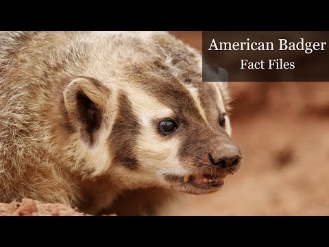 The American Badger | Ferocious Hunters