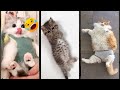Cat Funny Videos Funny Cats Talking FunnyCats Part 2454