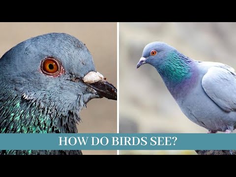 YouTube video about: How birds see the world far side?