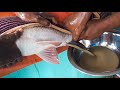Monster Rohu Fish Eggs And Sperm Collecting By Hand Amazing Traditional New Unique Technique