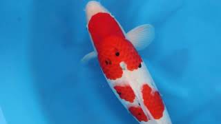 video van Sanke  2503015