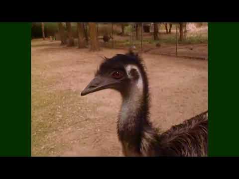 Feathers Fur Or Fins video thumbnail