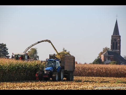 Claas Jaguar 900 - Mais hakselen 2016 - Verhelst