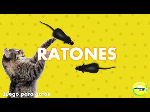 Videos para #gatos | #Ratones