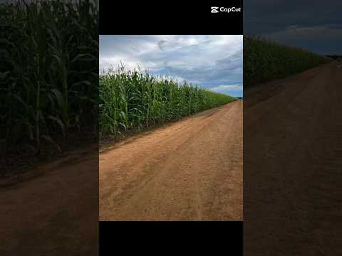 🌾 FAZENDA PARA ARRENDAMENTO – QUERÊNCIA (MT)Área total: 7.647 hectares
