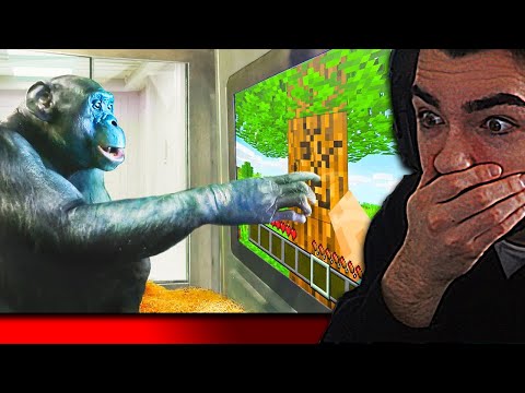 INSANE: Teaching a Monkey to Master Minecraft LIVE