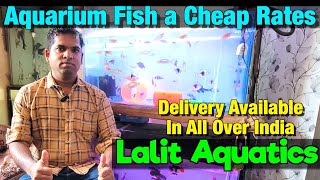 Lalit Aquatics Aquarium Fish Stock I Delivery Available All Over India