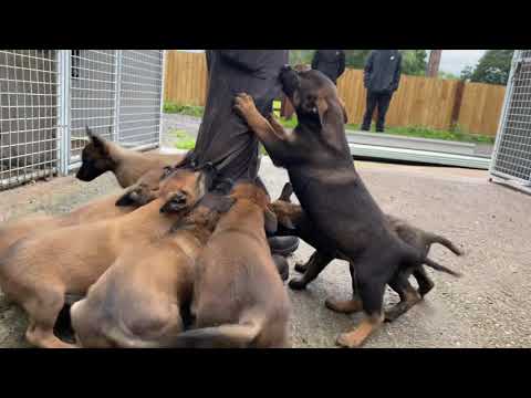 Malinois Puppies